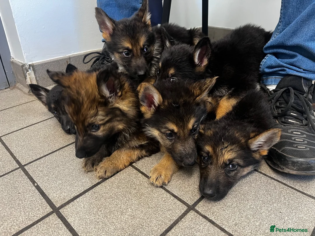 German Shepherd dogs for sale: German shepherd puppies  - Advert 1