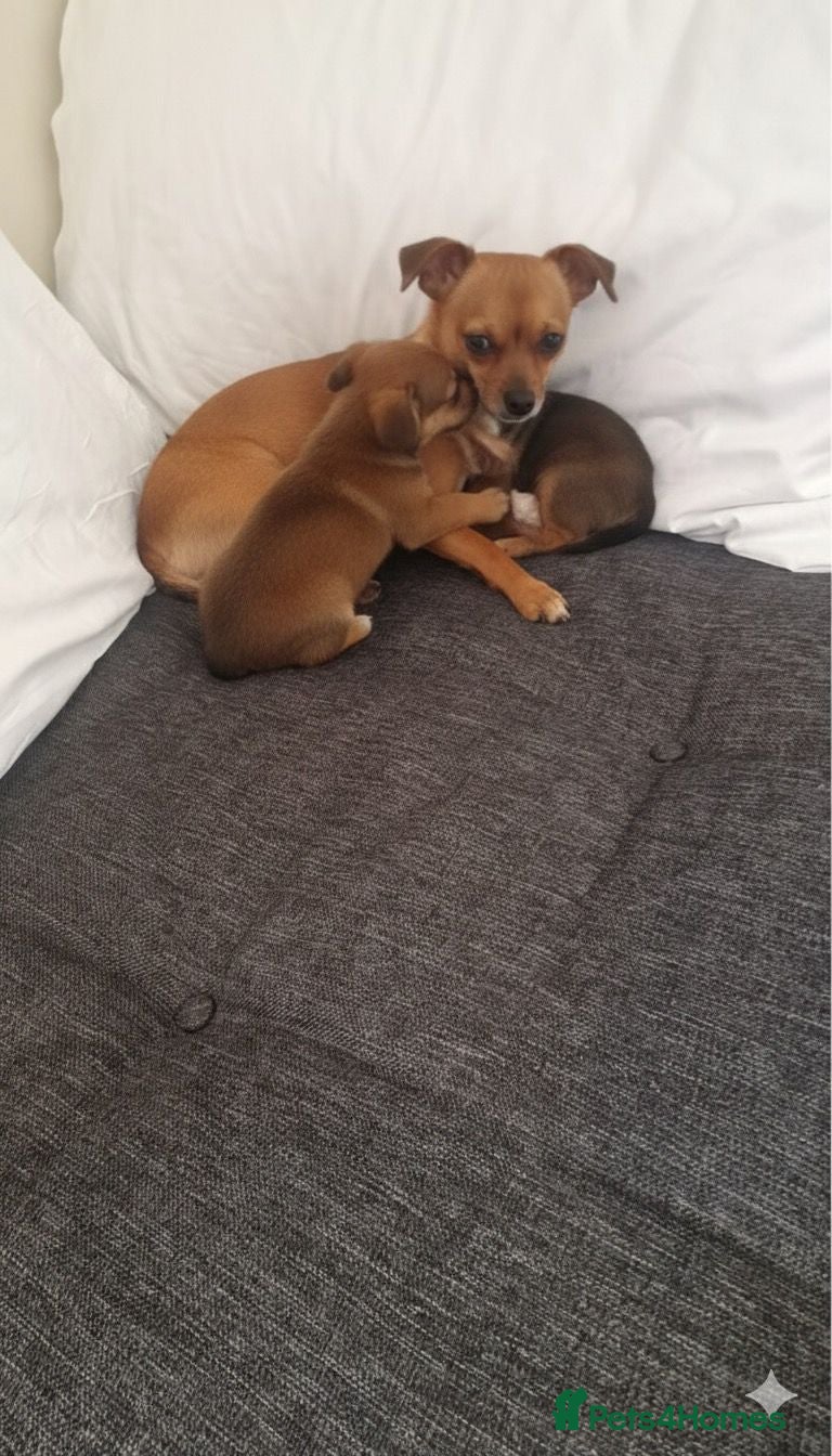 Chihuahua dogs Chihuahuas - Advert 12