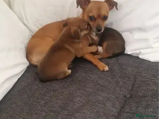 Chihuahua dogs Chihuahuas - Advert 12