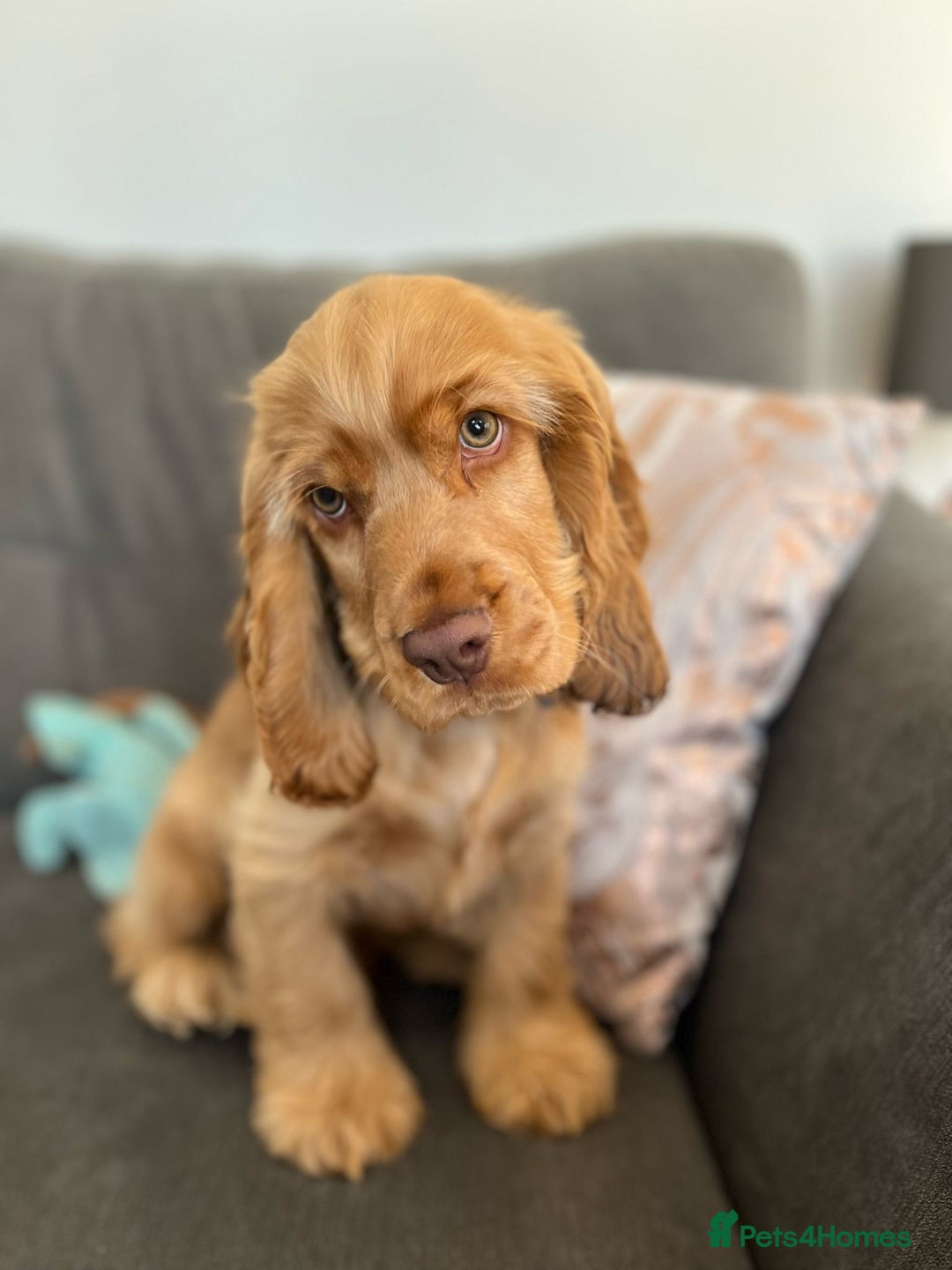 Cocker Spaniel dogs for sale: GOLDEN SHOW COCKER PUPPIES  - Image 14