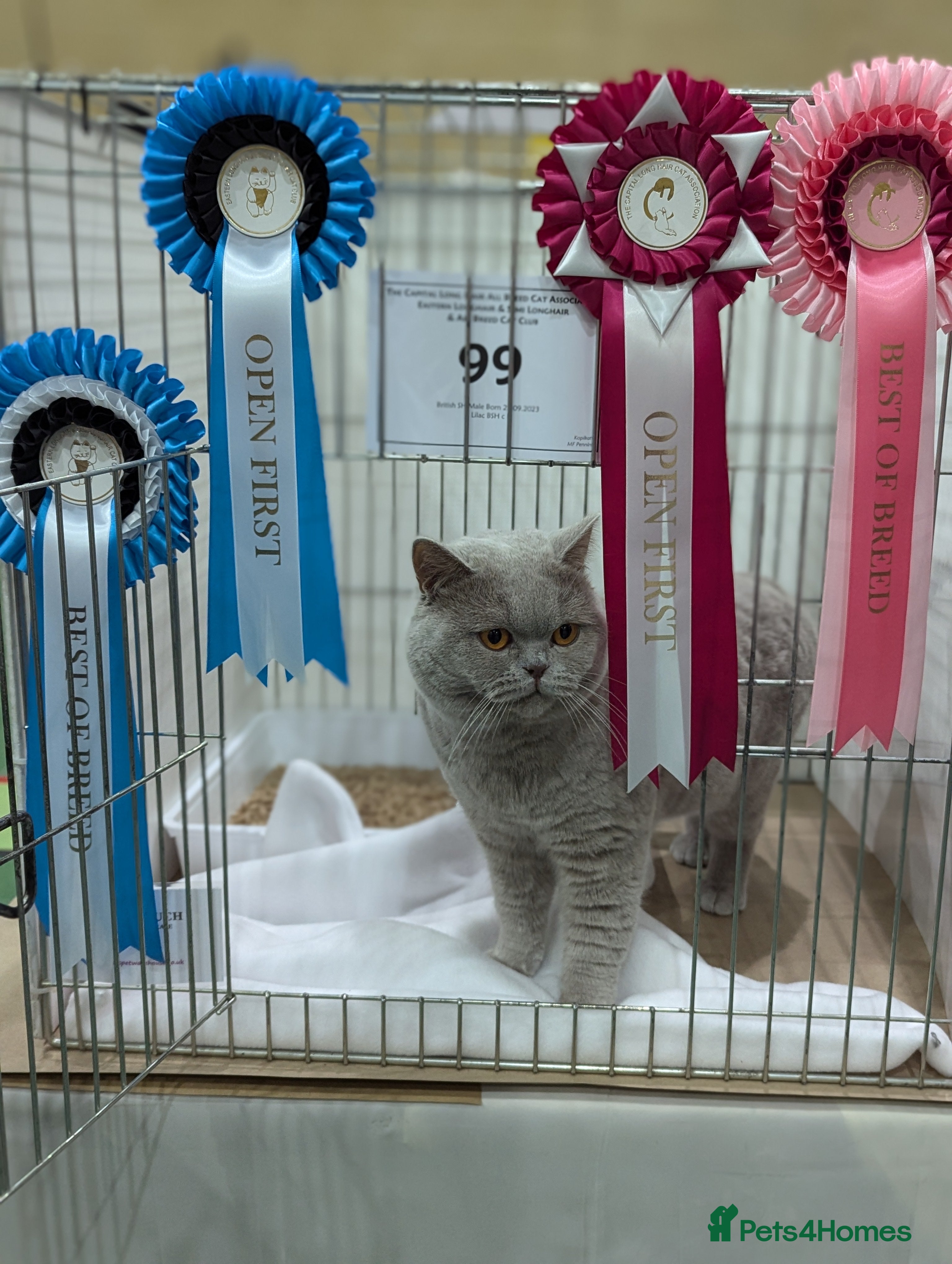 British Shorthair cats Champion BSH Stud GCCF / TICA reg in Derby - Advert 21