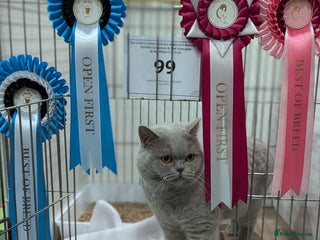 British Shorthair cats Champion BSH Stud GCCF / TICA reg in Derby - Advert 21