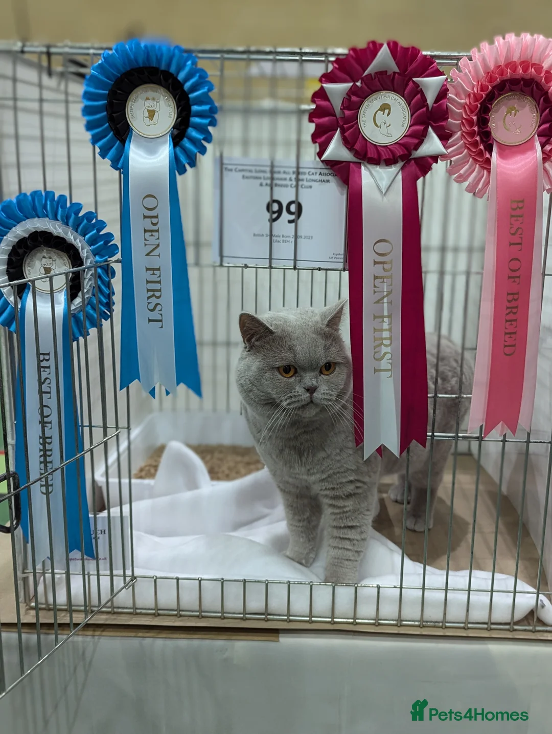 British Shorthair cats for stud: Champion BSH Stud GCCF / TICA reg in Derby - Advert 5