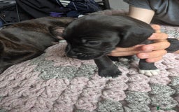 Mixed Breed dogs for sale: Beautiful splaffie pups - Image 6
