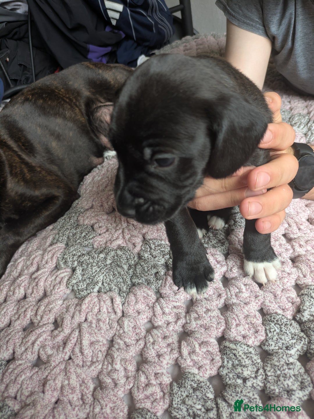Mixed Breed dogs for sale: Beautiful splaffie pups - Image 6