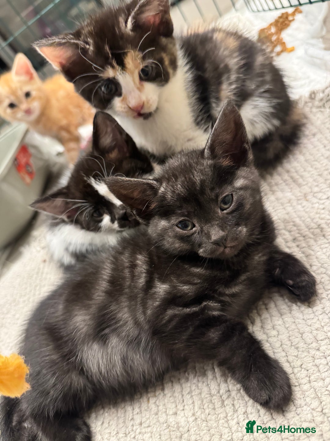 Bengal cats for sale: Bengal x British short hair kittens ready soon 15t - Advert 27