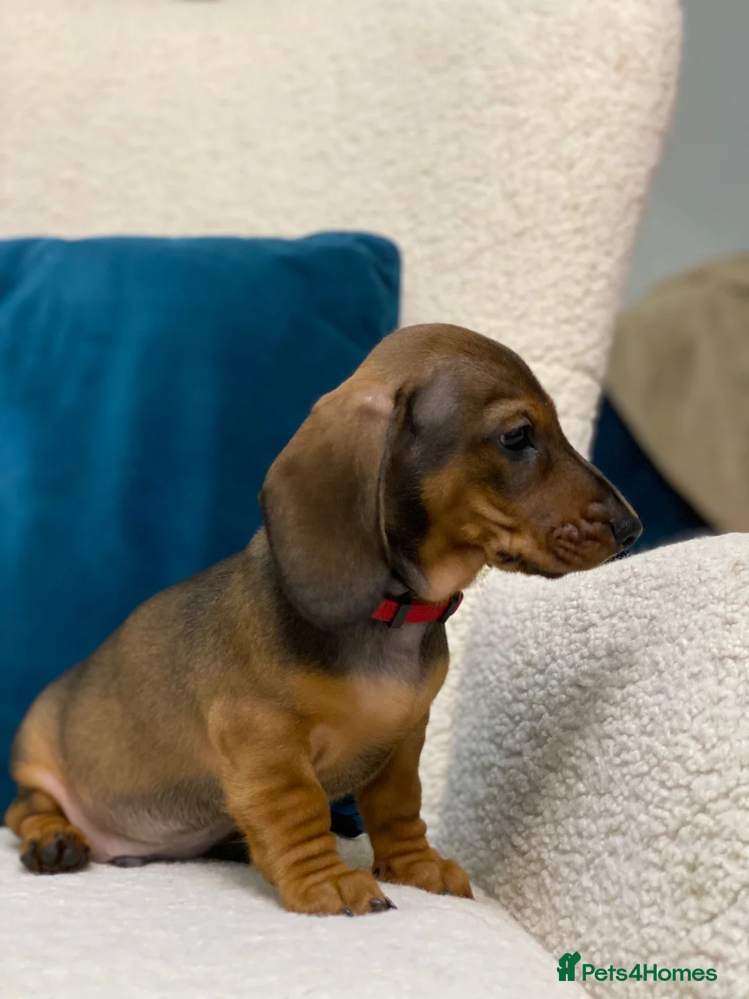 Miniature Dachshund dogs for sale: Gorgeous KC PRA CLR Miniature dachshund girl - Advert 11
