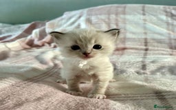 Ragdoll cats for sale: 5 beautiful and healthy Ragdoll kittens - Image 10