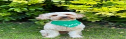 Cavapoo dogs for stud:  Fully healthy tested Proven F1 Cavapoo Stud Dog in Droitwich - Advert 2