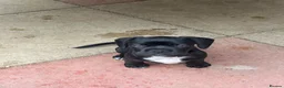 Mixed Breed dogs for sale: Boston cross frenchie - Advert 20