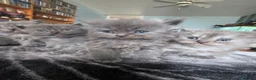 Persian cats for sale: 5 amazing persian kittens ready soon - Advert 25