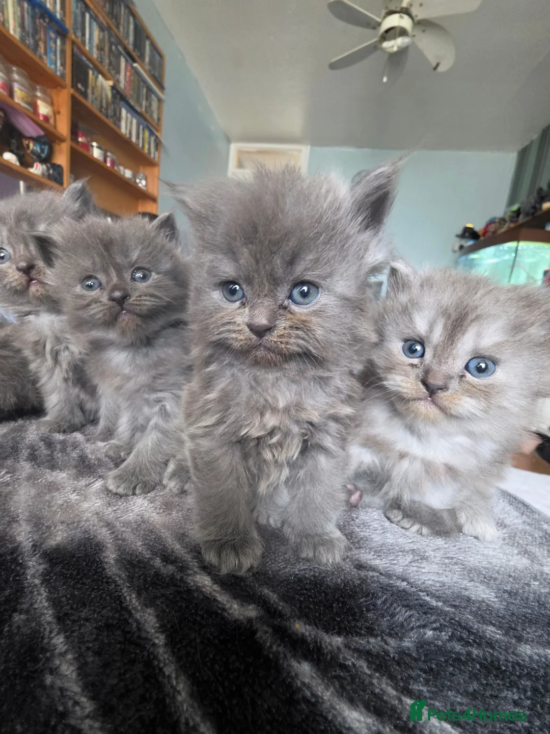 Persian cats for sale: Last female persian kittens ready now - Advert 22