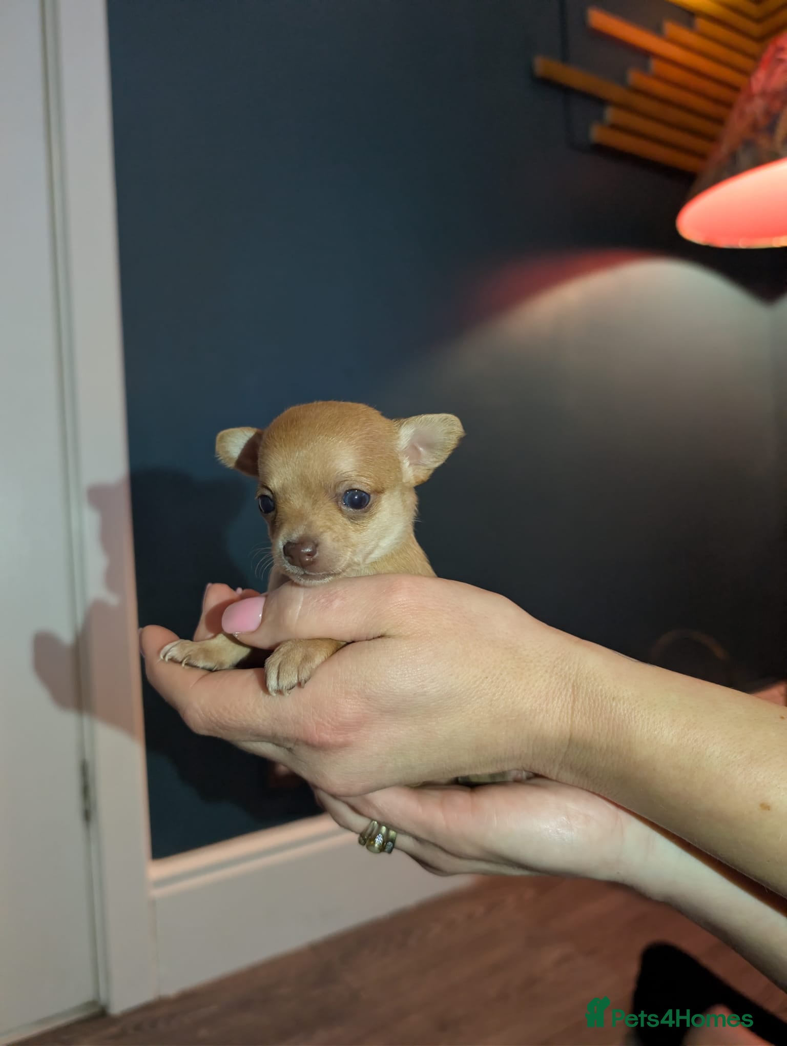 Chihuahua dogs GORGEOUS SUPER TINY CHIHUAHUAS HONEY AND BISCUIT!! - Advert 2