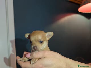 Chihuahua dogs GORGEOUS SUPER TINY CHIHUAHUAS HONEY AND BISCUIT!! - Advert 2