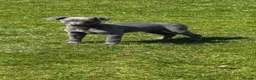Whippet dogs for sale: Blue Whippet Boy Pup Ready Now - Advert 4