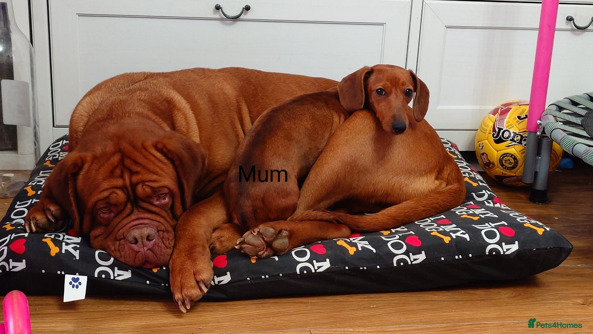 Miniature Dachshund dogs Beautiful Miniature Puppy Dachsung  - Advert 2