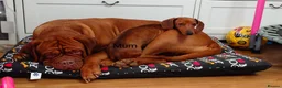 Miniature Dachshund dogs for sale: Beautiful Miniature Puppy Dachsung  - Advert 2