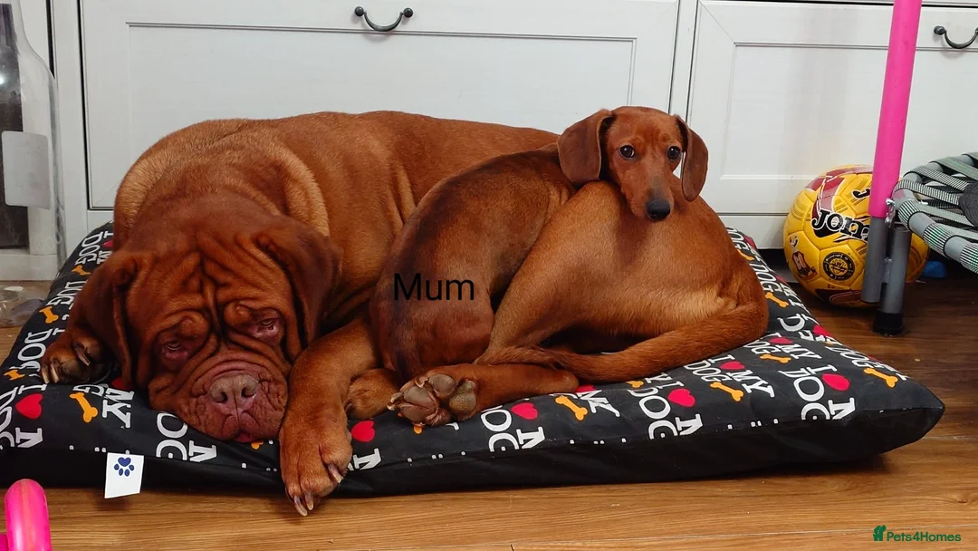 Miniature Dachshund dogs for sale: Beautiful Miniature Puppy Dachsung  - Advert 2