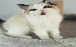 Ragdoll cats for sale: Tica ActiveChampion Blood, Full peddigree Kittens in Leicester - Image 18
