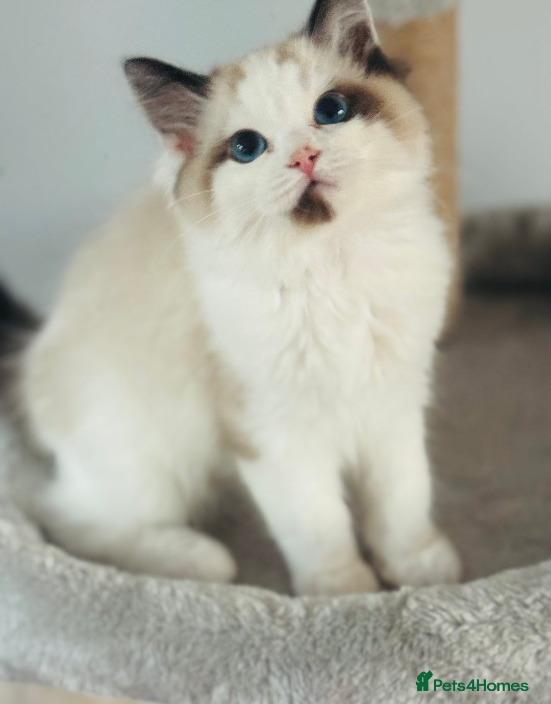 Ragdoll cats for sale: Tica ActiveChampion Blood, Full peddigree Kittens in Leicester - Image 18