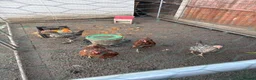 Chickens poultry for sale: CHİCKENS FOR SALE - Advert 1