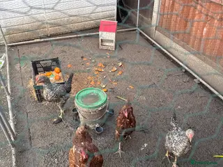 Chickens poultry CHİCKENS FOR SALE - Advert 6