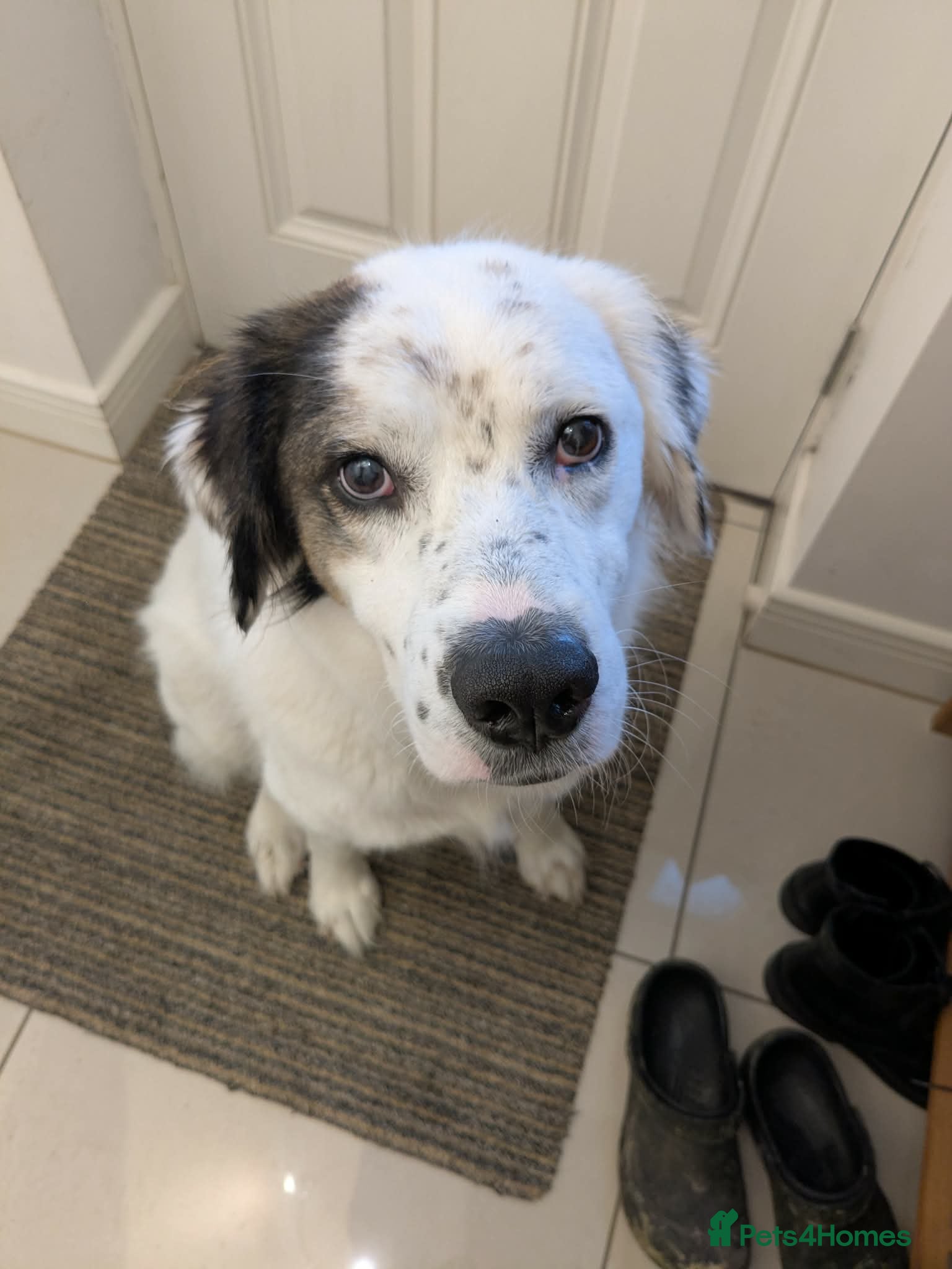 Mixed Breed dogs Ned needs someone to believe in him 💙 - Advert 5