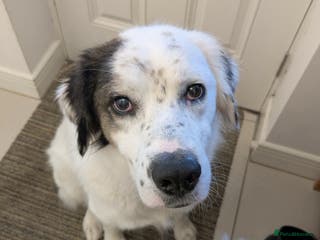 Mixed Breed dogs Ned needs someone to believe in him 💙 - Advert 5