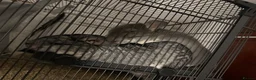 Chinchilla rodents for sale: 2 female chinchillas for sale  in Neath - Advert 2