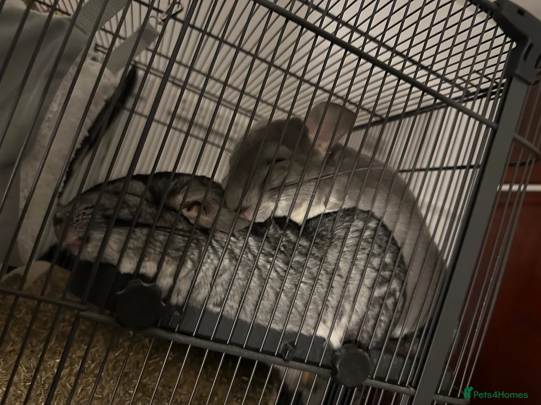 Chinchilla rodents for sale: 2 female chinchillas for sale  in Neath - Advert 2