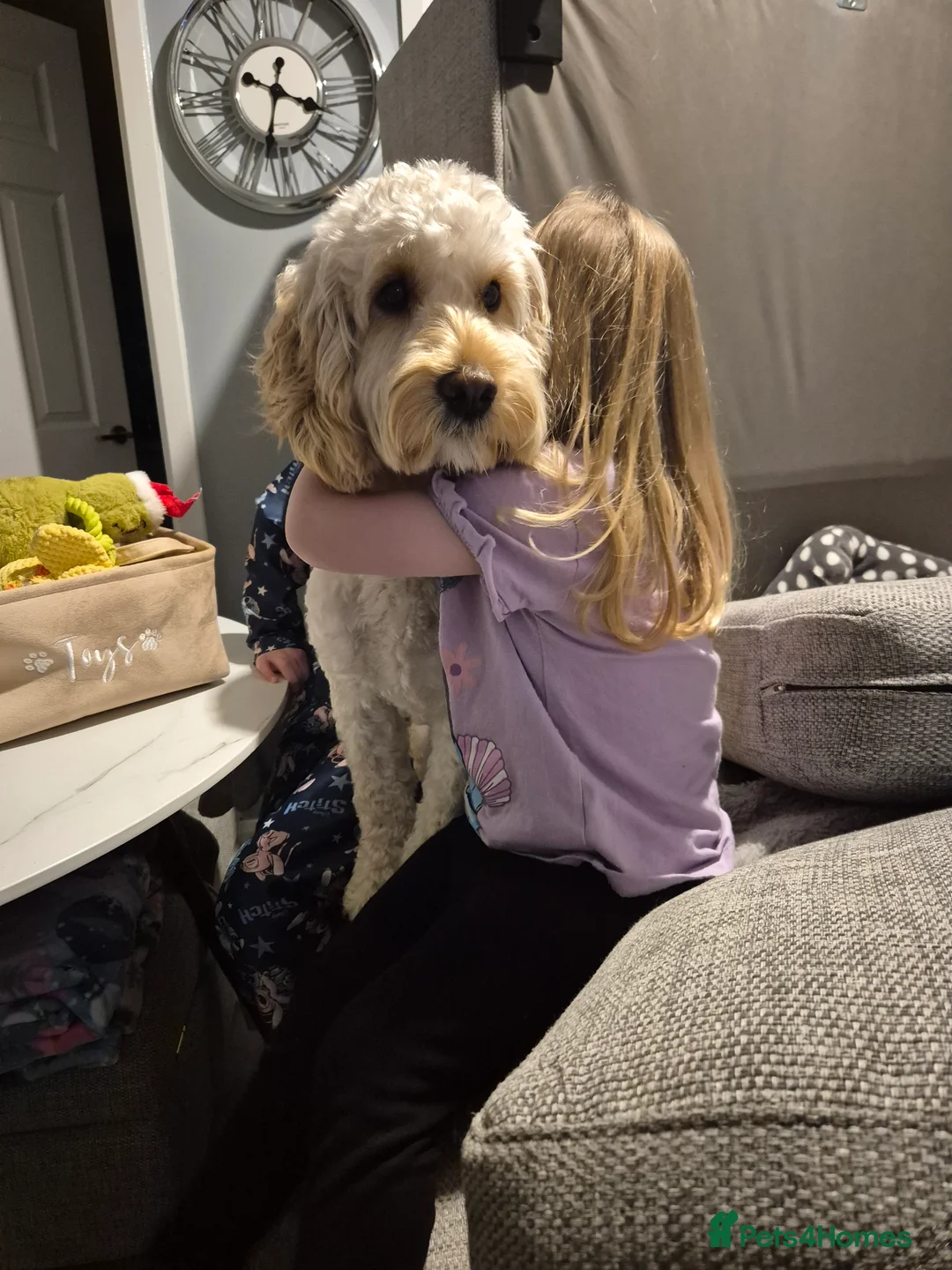 Cockapoo dogs for stud: Cockapoo for stud  - Advert 6