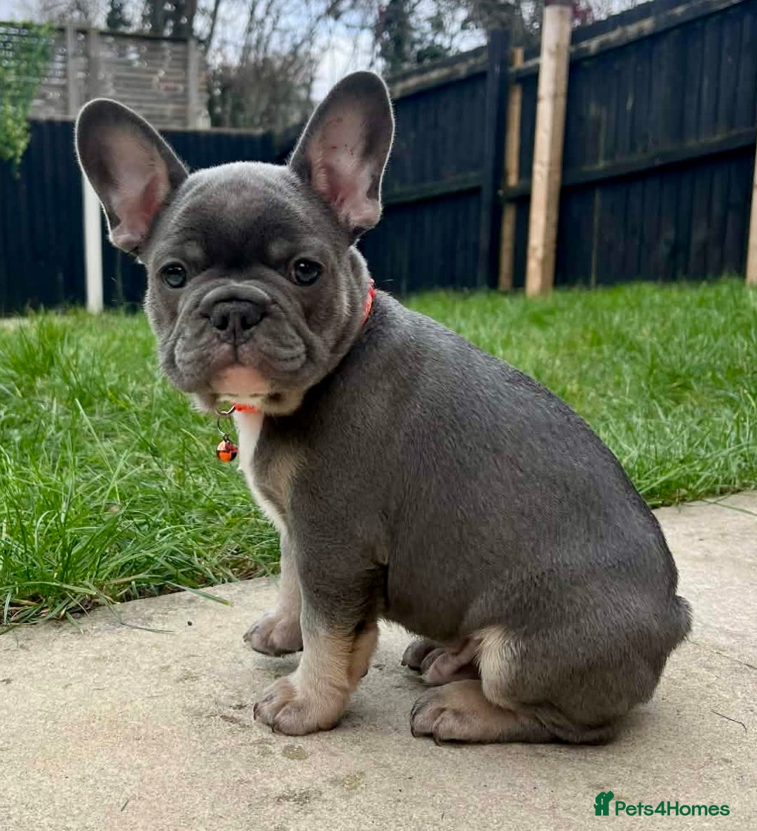 French Bulldog dogs for sale: Last 1 of litter - Advert 2