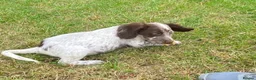 Cocker Spaniel dogs for sale: Cocker spaniel puppies - Advert 6