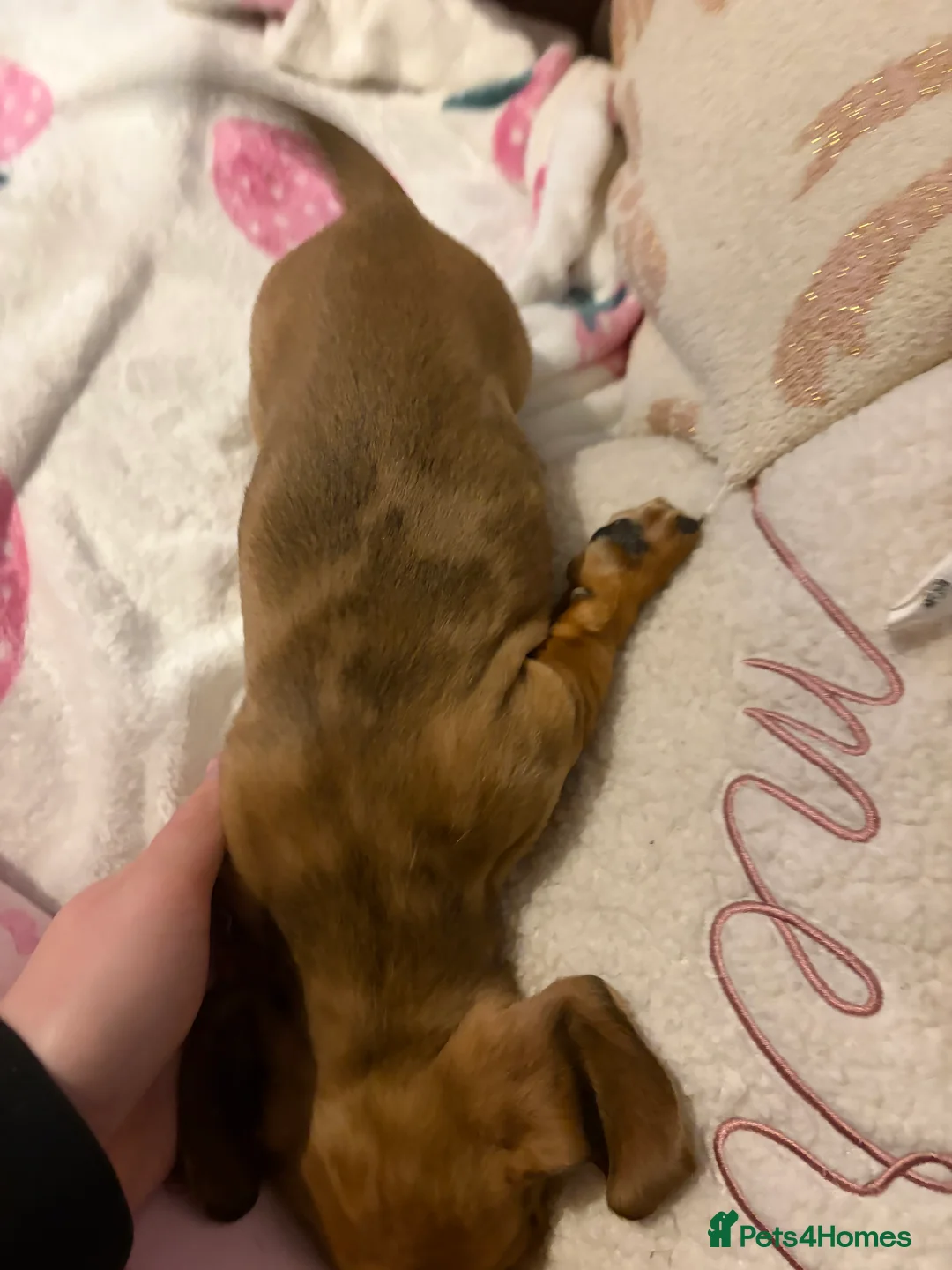 Dachshund dogs for sale: Dachshund puppies  in Sandbach - Advert 16