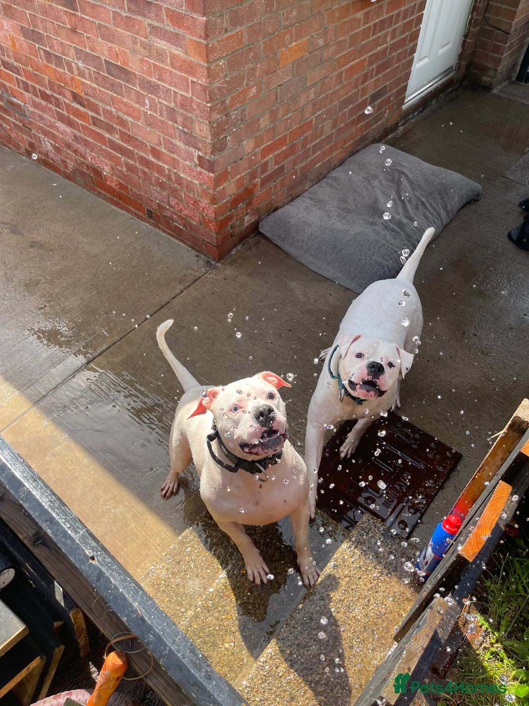 American Bulldog dogs for sale: Brothers- Johnson American Bulldogs - Advert 3