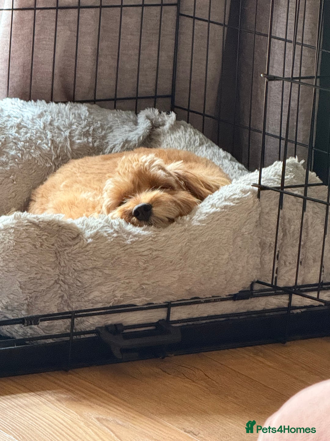 Cavapoo dogs for sale: Female Cavapoo  - Image 2