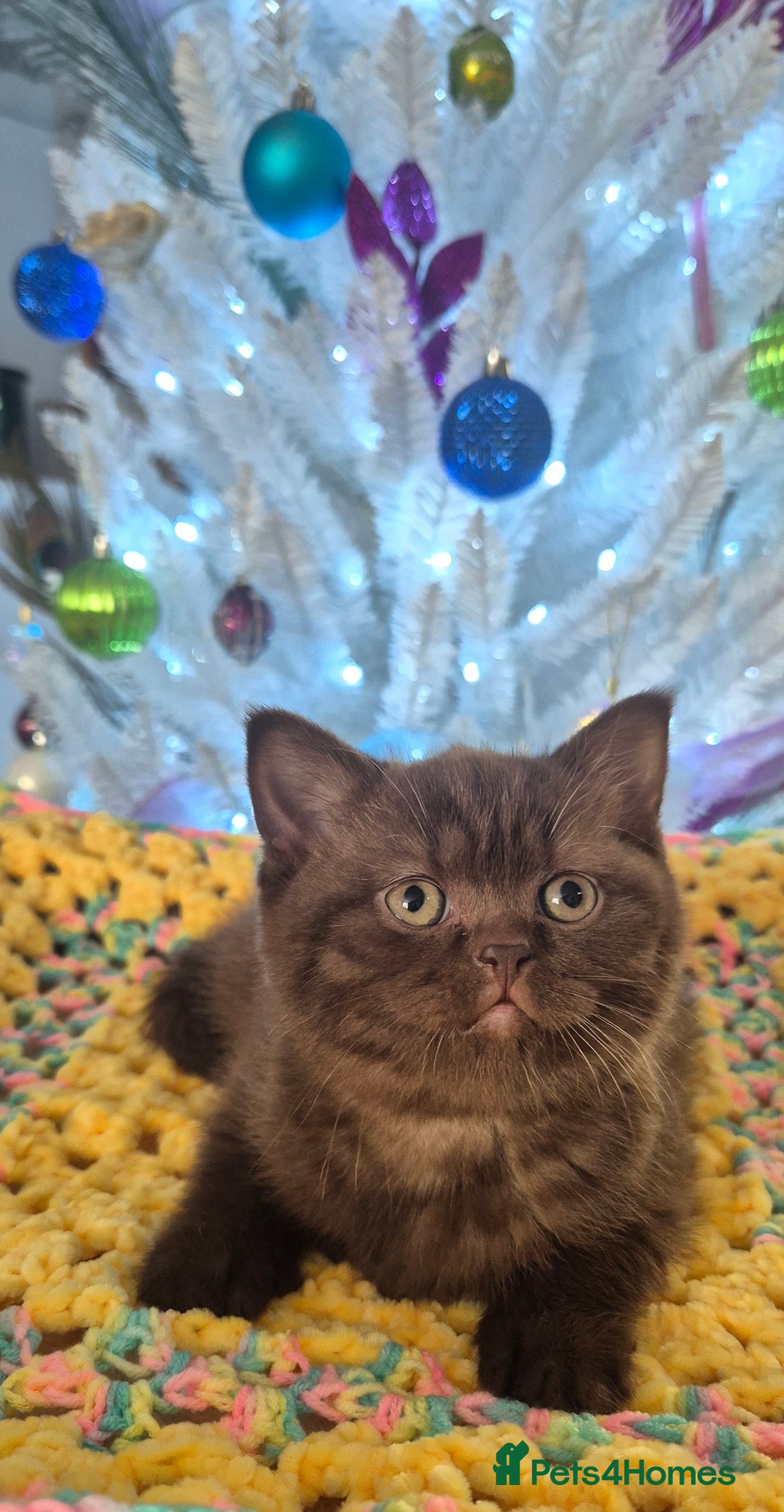 British Shorthair cats for sale: **Stunning TICA Registered Kittens** - Advert 1