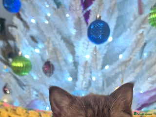 British Shorthair cats **Stunning TICA Registered Kittens** - Advert 8