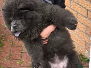 Chow Chow dogs 🐾💝KC Registered Blue Chow Chow Female Puppy 💞🐾 - Advert 1