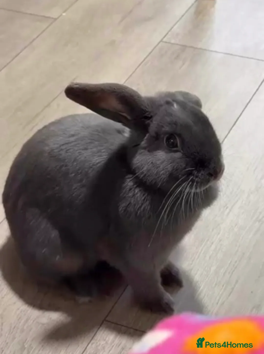 Mini Lop rabbits for sale: GREY MINI LOP FOR SALE - Advert 3