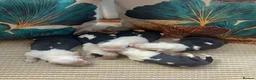 Old English Sheepdog dogs for sale: Kc Registered Old English Sheepdogs  - Advert 6