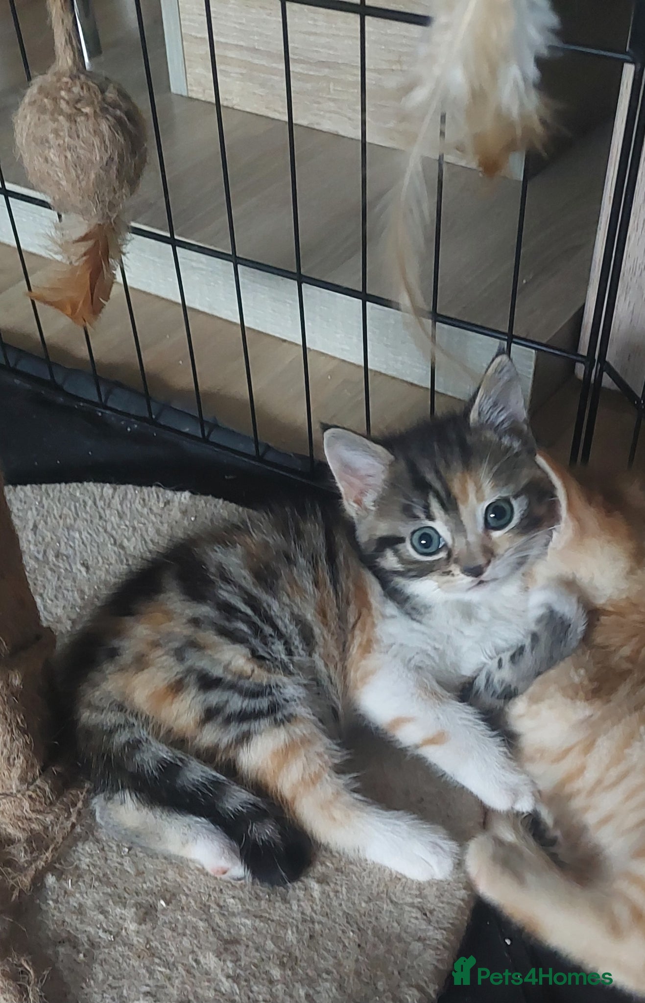 Mixed Breed cats 4 kittens are ready to go now  - Advert 11