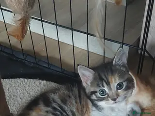 Mixed Breed cats 4 kittens are ready to go now - Advert 11