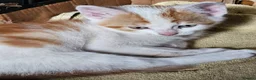 Mixed Breed cats for sale: 4 Gorgeous and playful kittens - Advert 19