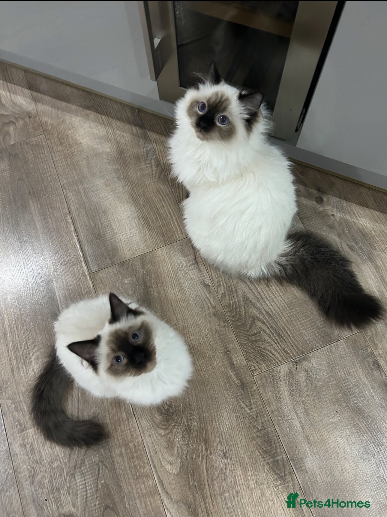 Ragdoll cats Ragdoll male Kittens For Sale - Advert 1