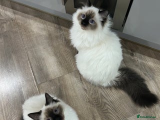 Ragdoll cats Ragdoll male Kittens For Sale - Advert 1
