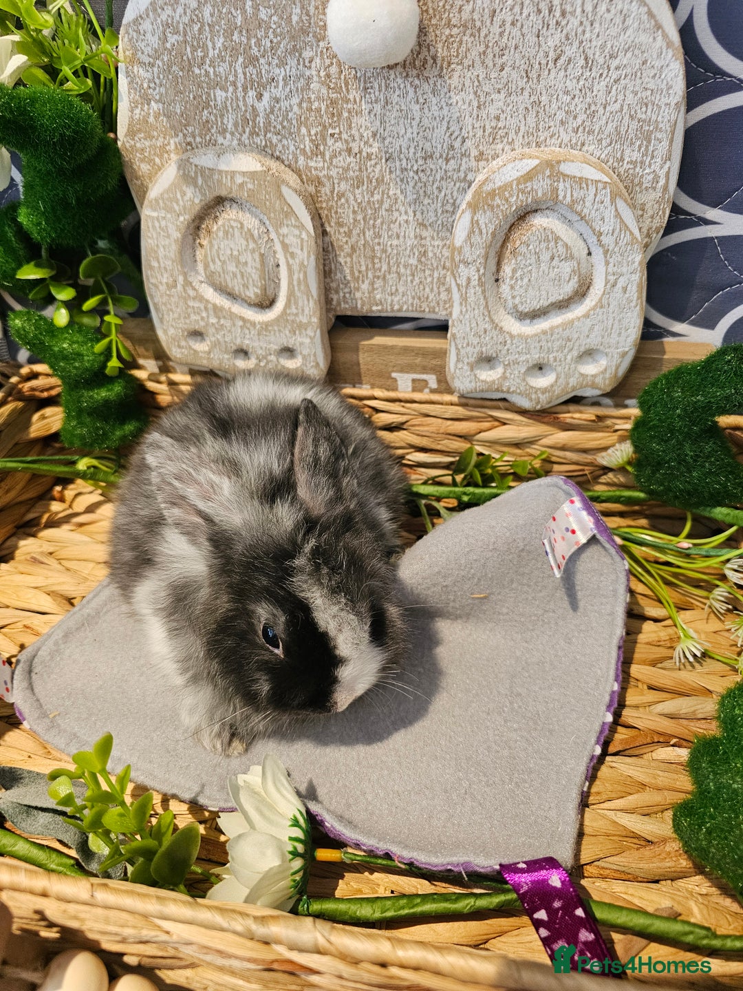 Mini Lop rabbits for sale: Beautiful mini lop babies  - Advert 13