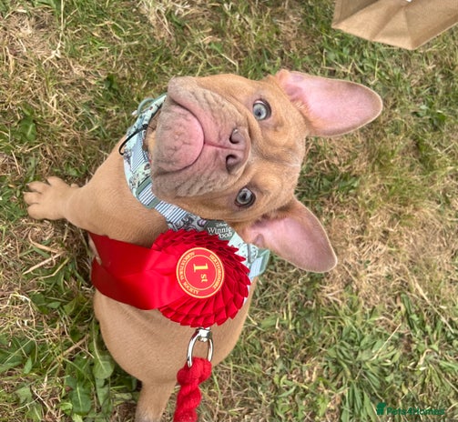 Mixed Breed dogs - Advert 6