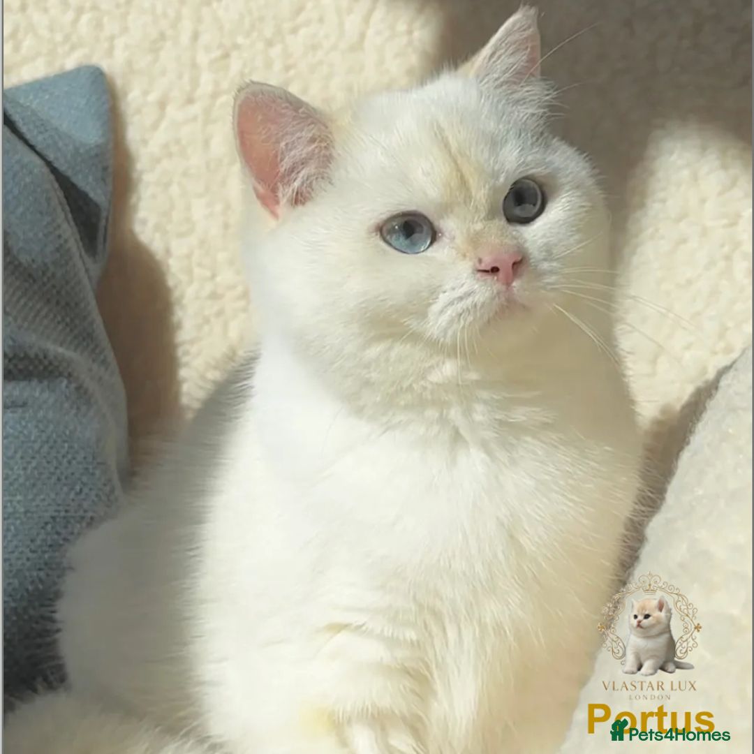 British Shorthair cats for sale: Chic & Pride Portus - BSH Black Golden Chinchilla - Advert 2