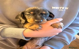 Dachshund dogs for sale: 6 beautiful dachshund puppies for sale - Image 5
